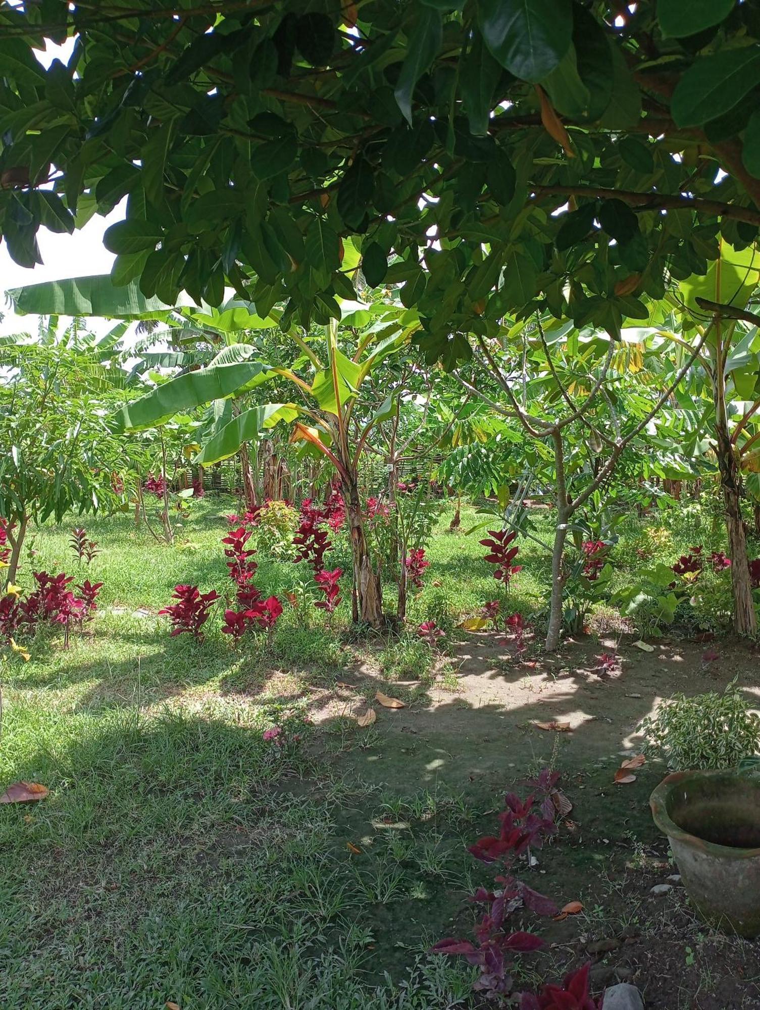 The Daun Puntik Homestay Pemenang エクステリア 写真