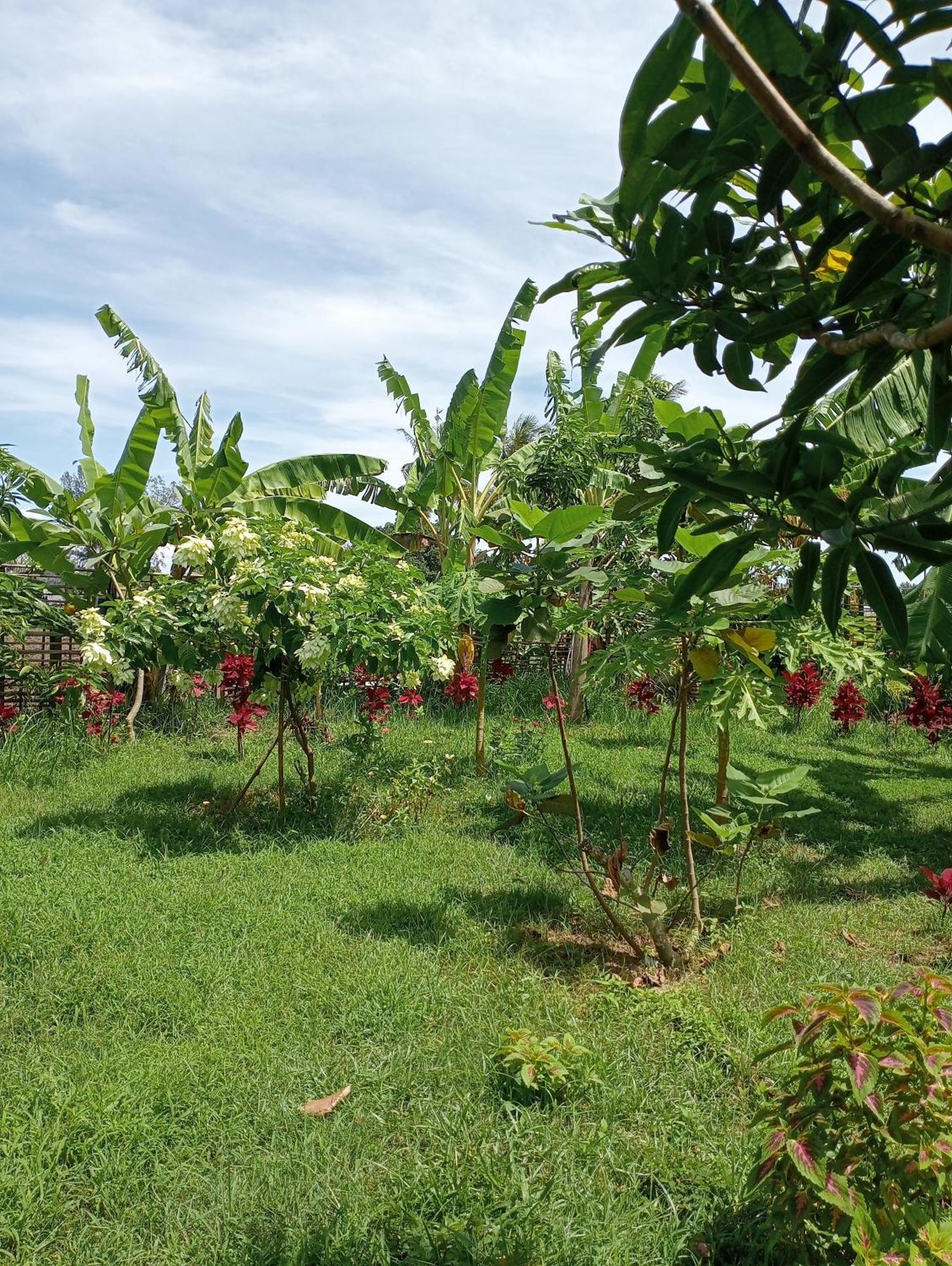 The Daun Puntik Homestay Pemenang エクステリア 写真