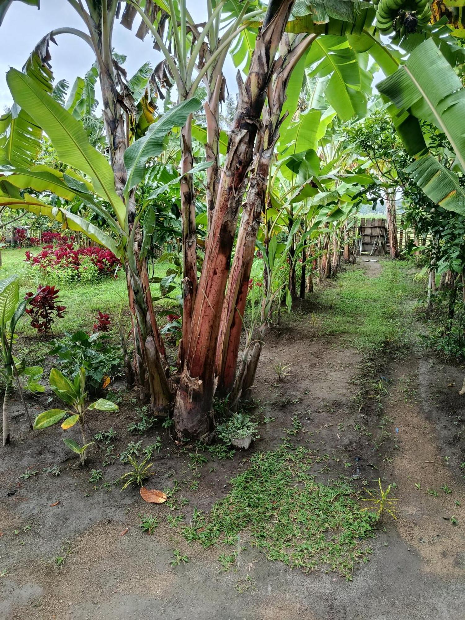 The Daun Puntik Homestay Pemenang エクステリア 写真